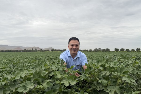 Zhao Xin owns of a 113-hectare cotton field in Shihezi, Xinjiang. Photo: Edith Lin