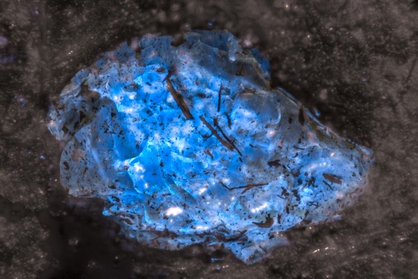 Ultraviolet light revealed a strong blue fluorescence in parts of the coal seam studied by the Chinese palaeontologists, suggesting it may contain amber. Photo: Handout