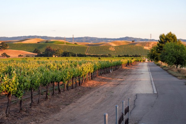 A vineyard and bike trail at sunset in Livermore Wine Country, California. Photo: Getty Images