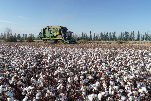 Cotton is harvested in China’s Xinjiang Uygur autonomous region. Photo: Zuma Press