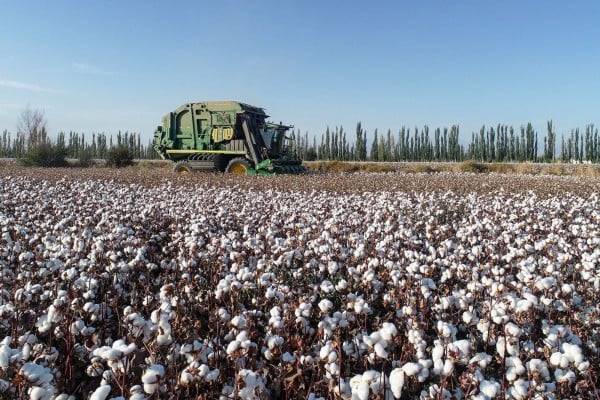 Cotton is harvested in China’s Xinjiang Uygur autonomous region. Photo: Zuma Press Cotton is harvested in China’s Xinjiang Uygur autonomous region. Photo: Zuma Press