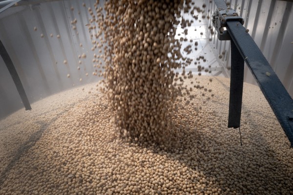 Soybeans are loaded into a truck so they can be hauled to an elevator and sold in Dwight, Illinois. Photo: TNS