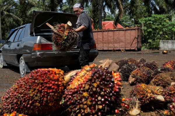 A man unloads the fresh fruit bunches from his car boot at a palm oil fruit collection centre for smallholders in Banting, Selangor, Malaysia. Photo: Reuters A man unloads the fresh fruit bunches from his car boot at a palm oil fruit collection centre for smallholders in Banting, Selangor, Malaysia. Photo: Reuters
