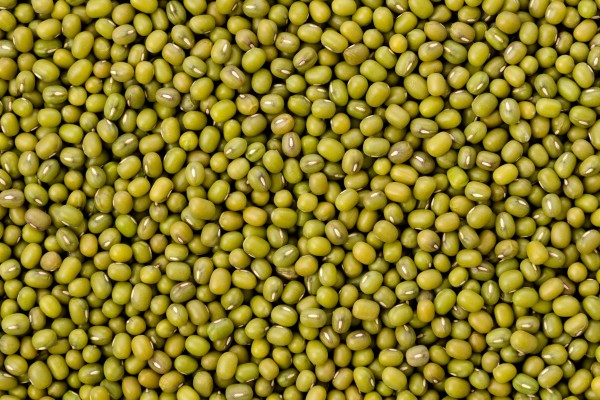 China is the largest importer of mung beans. Photo: Shutterstock