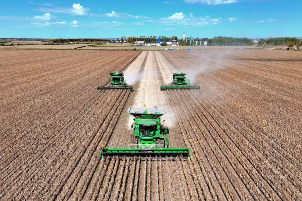 Harvesters in a soybean field in northeastern China’s Heilongjiang province in September. Photo: Xinhua