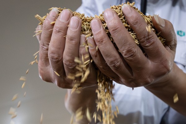 China’s summer grain harvest exceeded 150 million tonnes for the first time this year. Photo: Xinhua