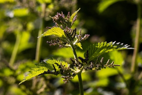 A nettle plant. Some social media users suggested making rival claimants to the Negeri Sembilan throne sleep on a bed of nettles for a week. Photo: AFP A nettle plant. Some social media users suggested making rival claimants to the Negeri Sembilan throne sleep on a bed of nettles for a week. Photo: AFP