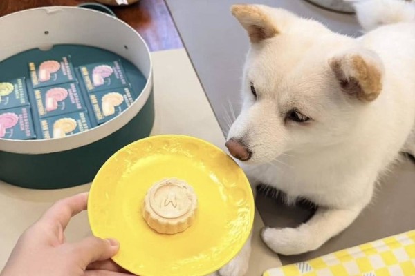 Dog mooncakes have become a popular new trend ahead of this year’s Mid-Autumn Festival in China. Photo: Handout