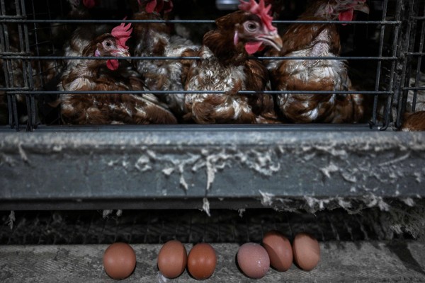 Chicken and eggs at a poultry farm in Mentakab, Malaysia’s Pahang state. Photo: AFP