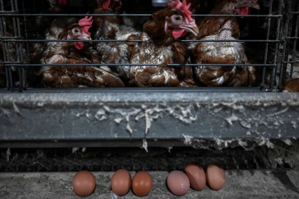 Chicken and eggs at a poultry farm in Mentakab, Malaysia’s Pahang state. Photo: AFP Chicken and eggs at a poultry farm in Mentakab, Malaysia’s Pahang state. Photo: AFP