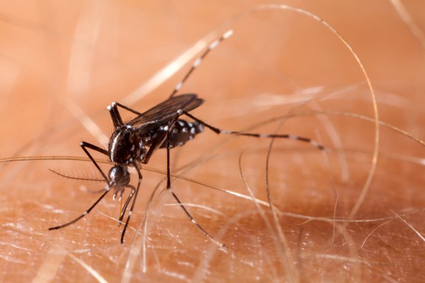 A mosquito. Photo: Dreamstime/TNS