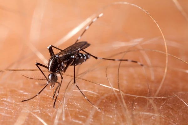 A mosquito. Photo: Dreamstime/TNS A mosquito. Photo: Dreamstime/TNS