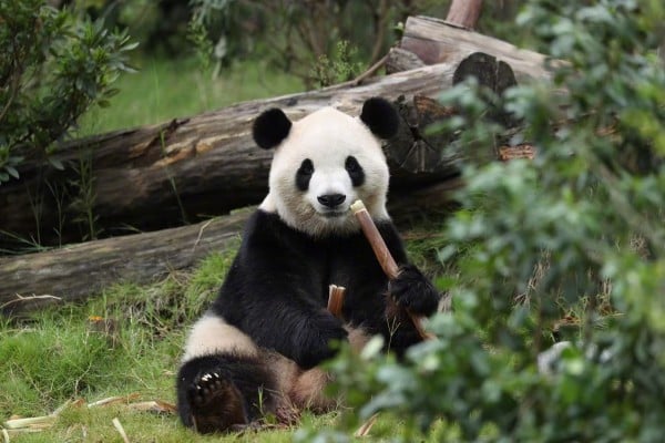 Giant panda Fu Shuang, pictured before his relocation from Chengdu in China to Atlanta in the US. Photo: Handout Giant panda Fu Shuang, pictured before his relocation from Chengdu in China to Atlanta in the US. Photo: Handout