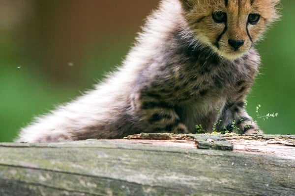 Top 10 Cutest Animals Yp South China Morning Post Top 10 Cutest Animals Yp South China Morning Post