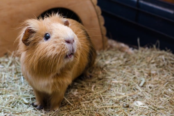 Pet Paing 101 Guinea Pigs Are Cute Furry Friends Who Love To Yp South China Morning Post Pet Paing 101 Guinea Pigs Are Cute, How Much Is Bedding For A Guinea Pig