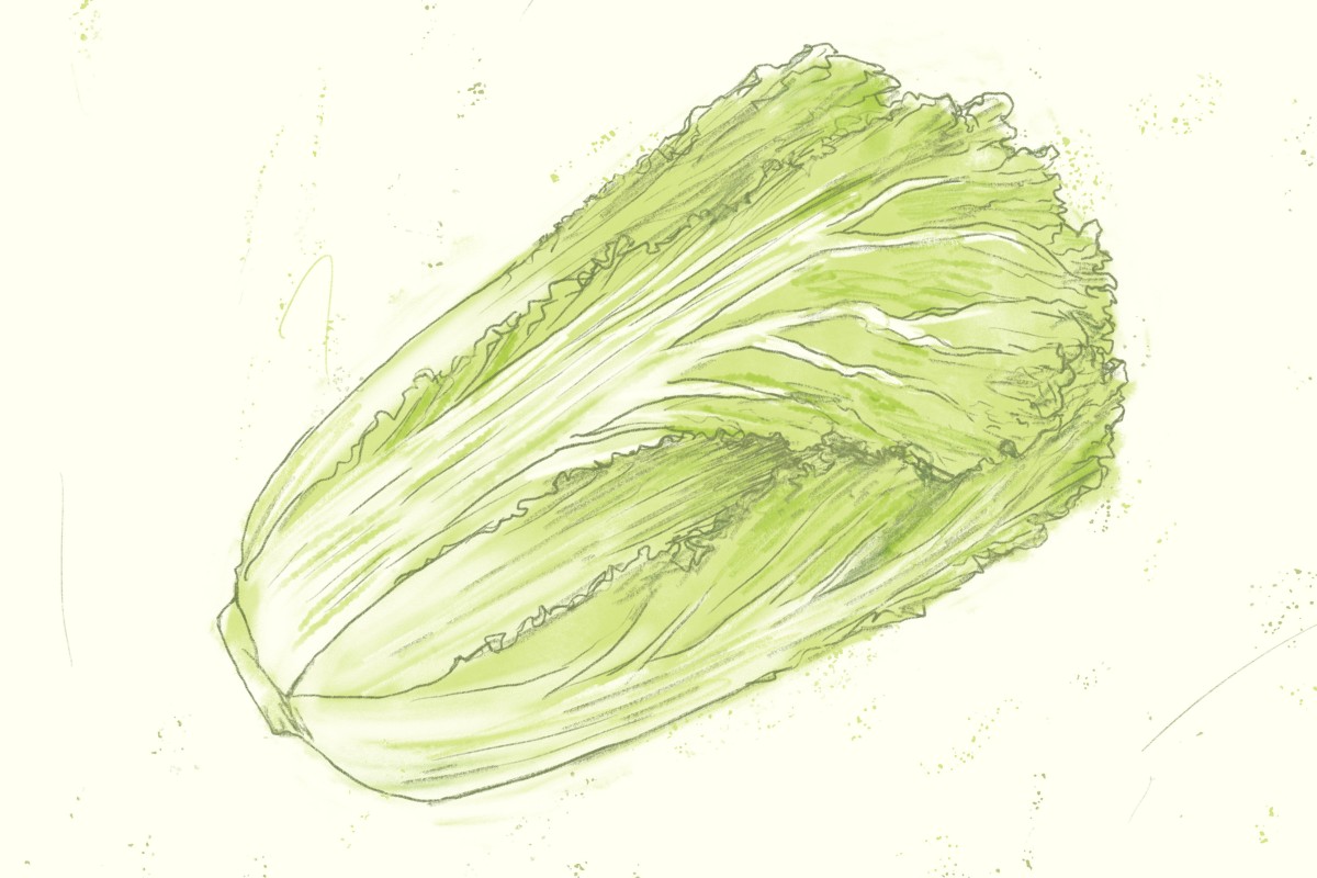 chinese cabbage drawing