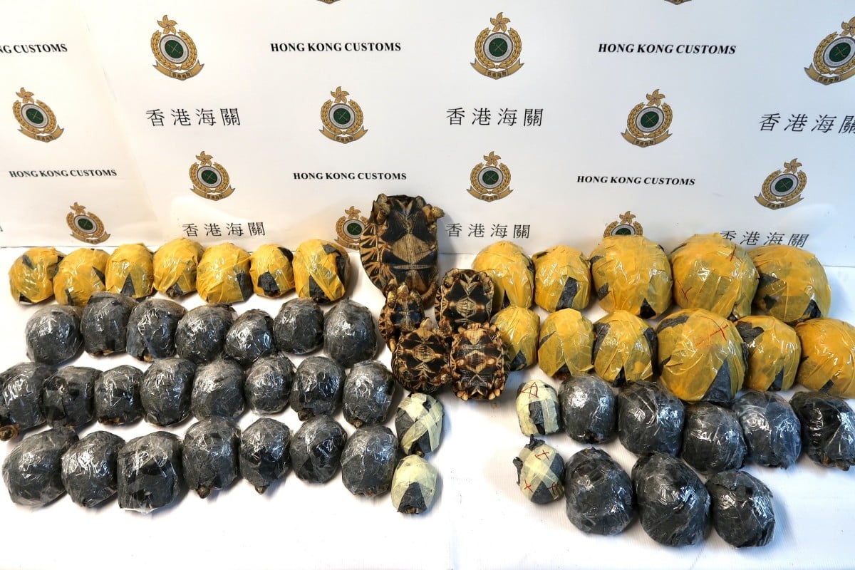 Hong Kong Customs seized 57 live tortoises with an estimated market value of about $340,000 at Hong Kong International Airport.