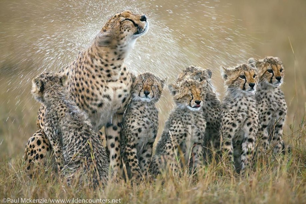 Paul’s best-selling photo is called Cheetah rain shake, taken on the short grass plains of the Masai Mara in Kenya. Photo: Paul Mckenzie