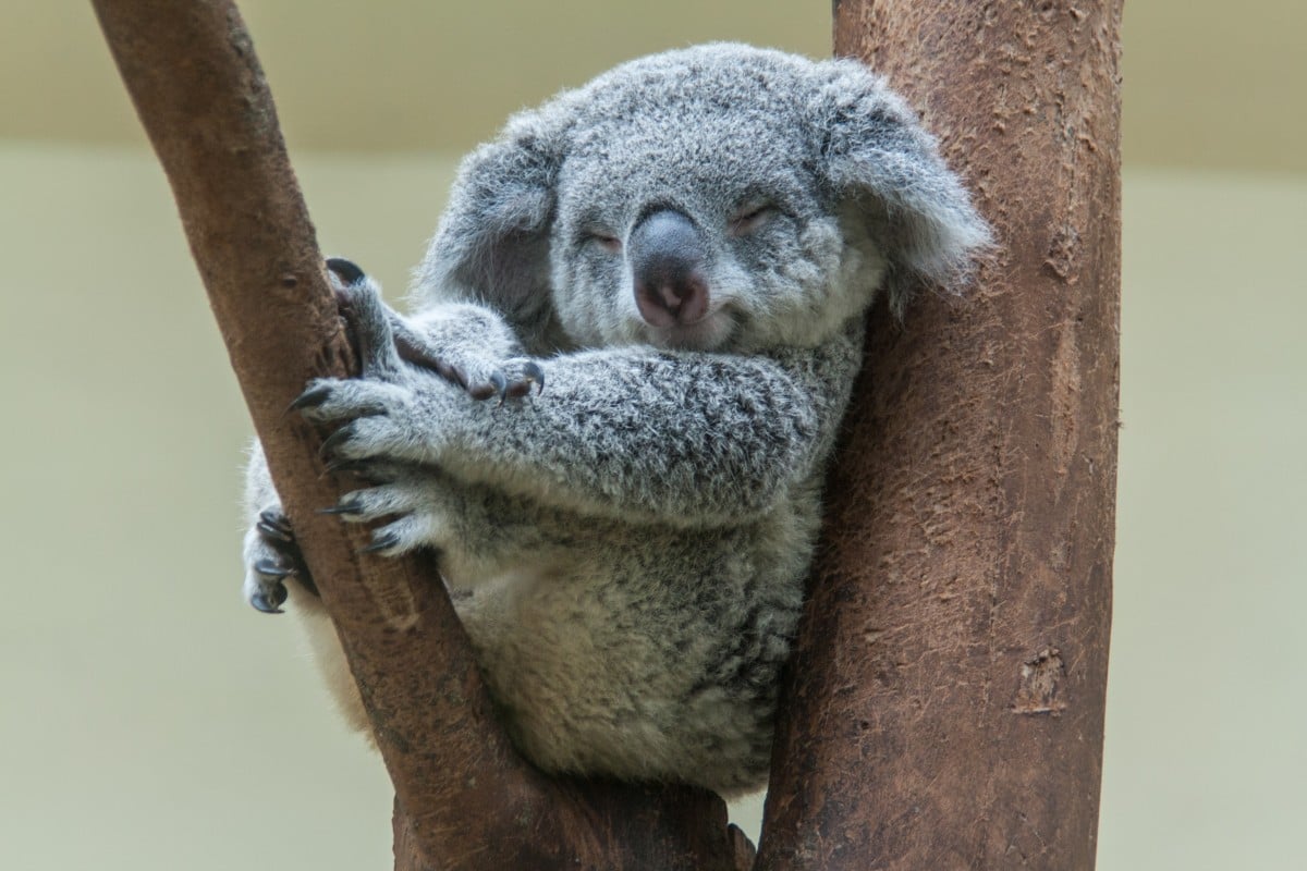They're cute, they're fuzzy, and if their fingerprints were found at a crime scene, it would greatly complicate things.