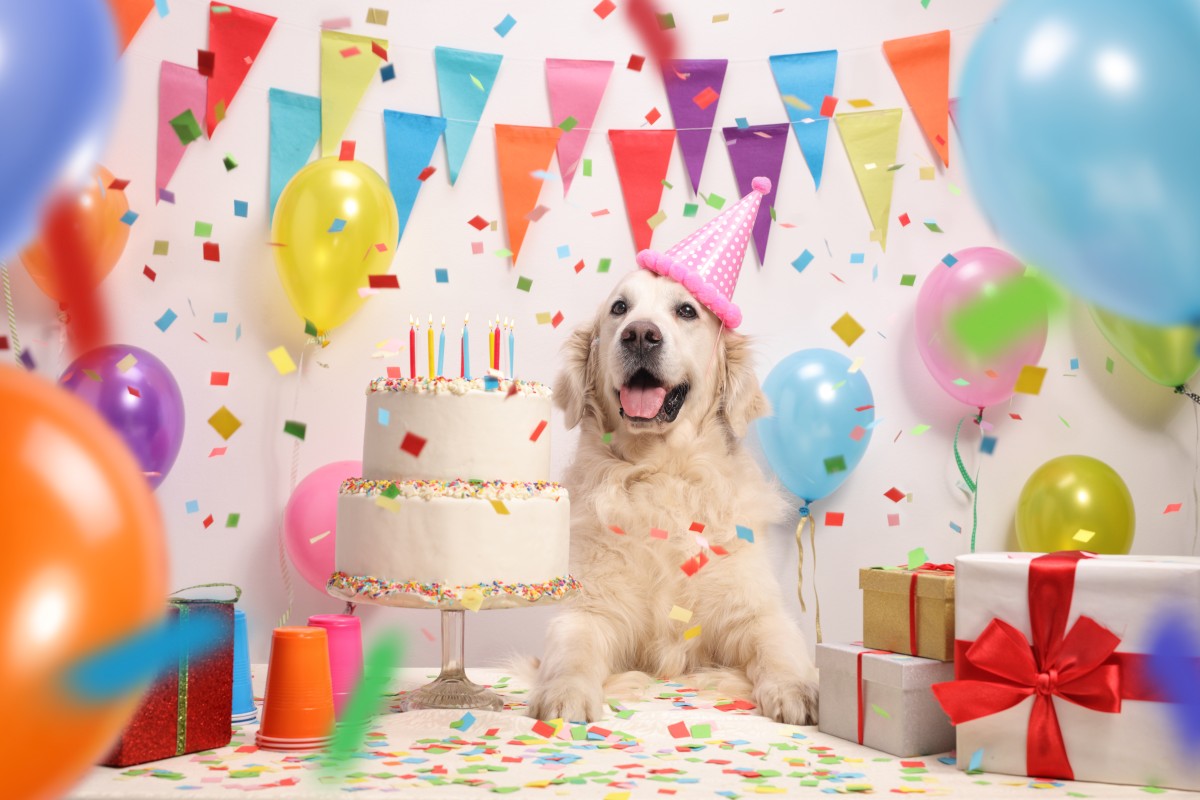 Happy birthday, Fido! How old are you, anyways?