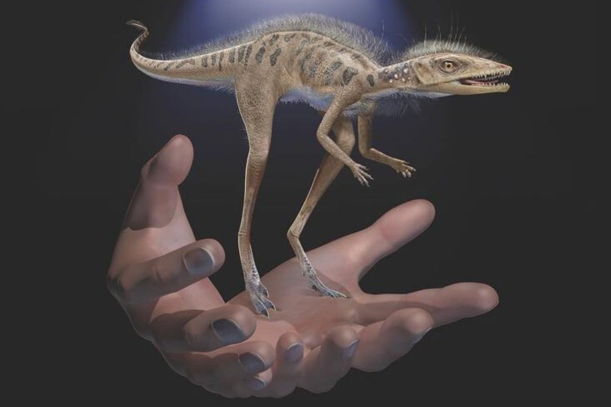 The recently-discovered tiny predator may be the key between dinosaurs and an extinct flying reptile called pterosaurs. Photo: Reuters