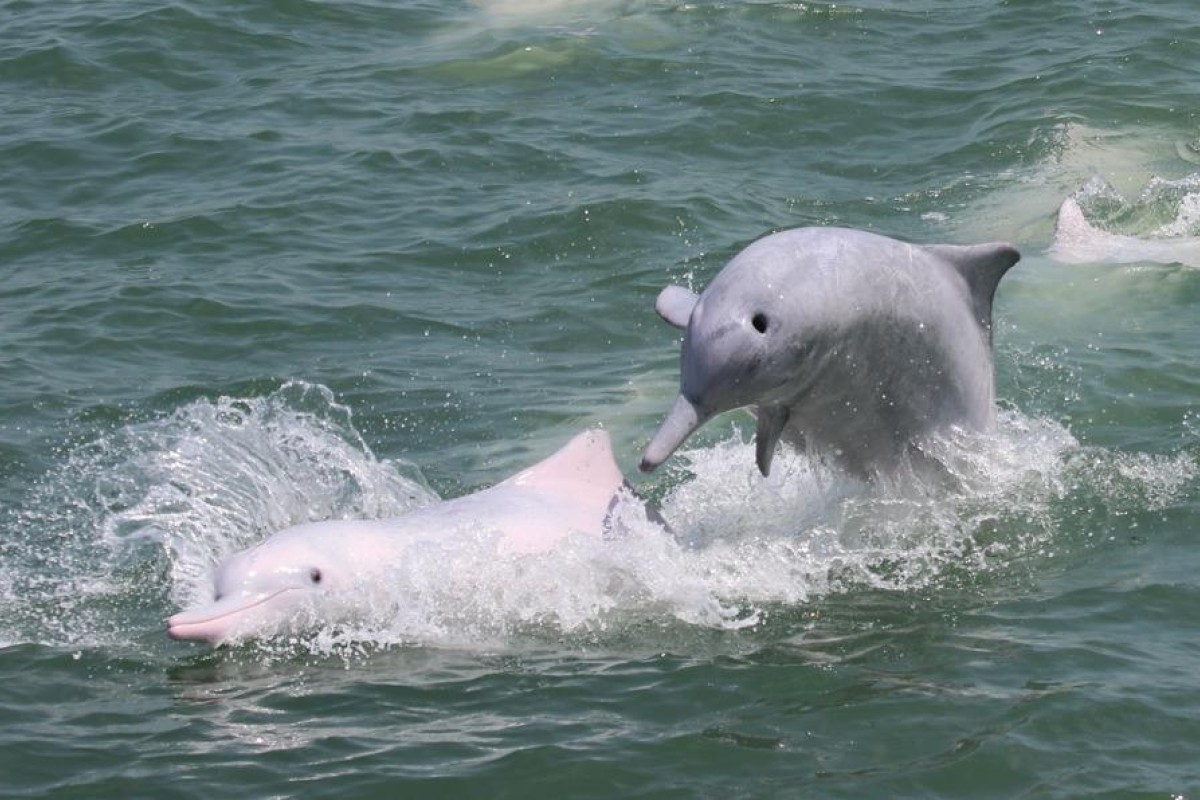 Only about 40 dolphins remain in the waters around Lantau Island. Photo: Hong Kong Dolphin Conservation Society