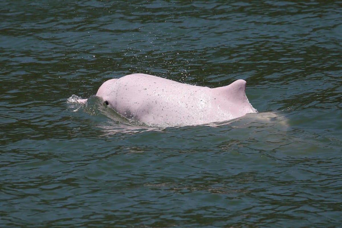 The decreased ferry traffic between Hong Kong and Macau means pink dolphins are returning to the waters. Photo: Reuters