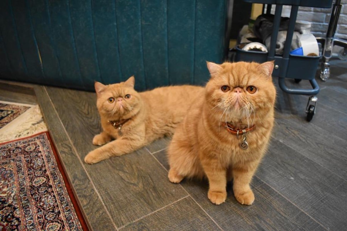 Dai Dai and Sai Sai like to sit with customers at The Broken Desk. Photo: Asher Chan