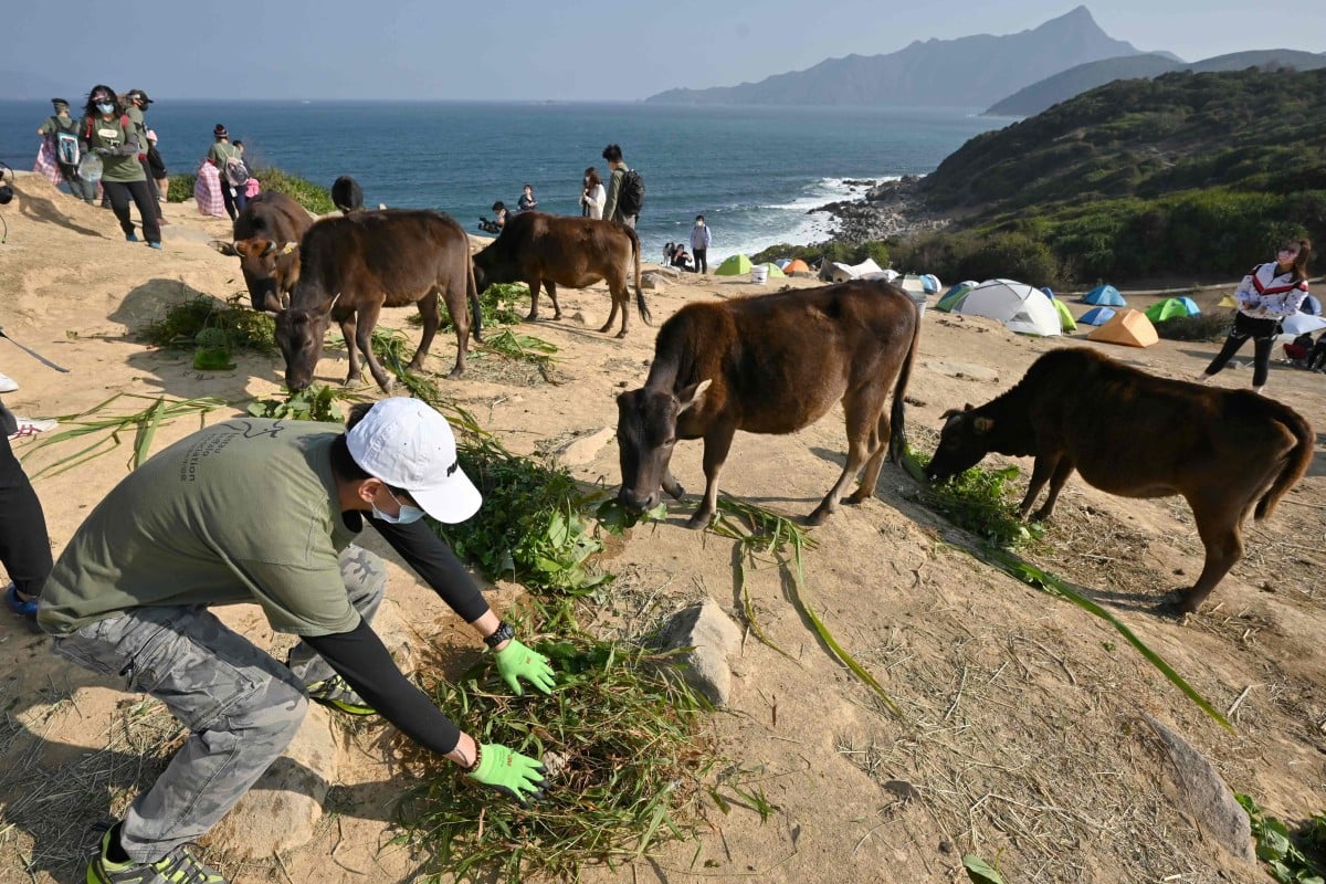 A herd of wild cows in Hong Kong is on the verge of starvation after visitors to their habitat surged during the coronavirus pandemic. Photo: AFP