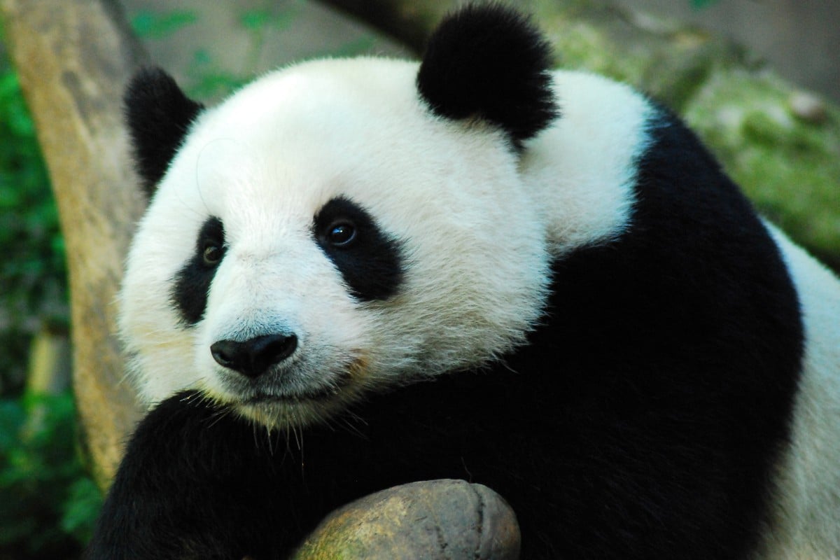 Happy Panda Day! 6 fun facts about these bamboo-loving bears - YP | South  China Morning Post