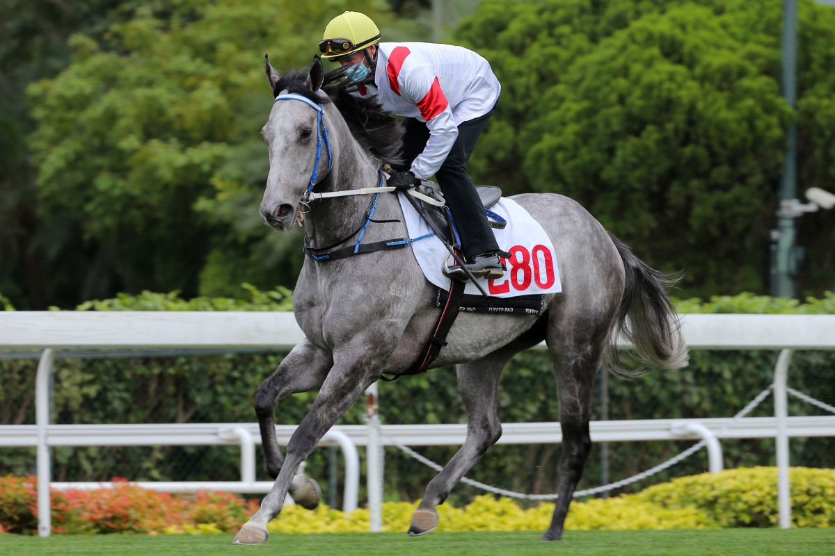 Zac Purton and Classique Legend canter back after a barrier trial last week. Photos: Kenneth Chan