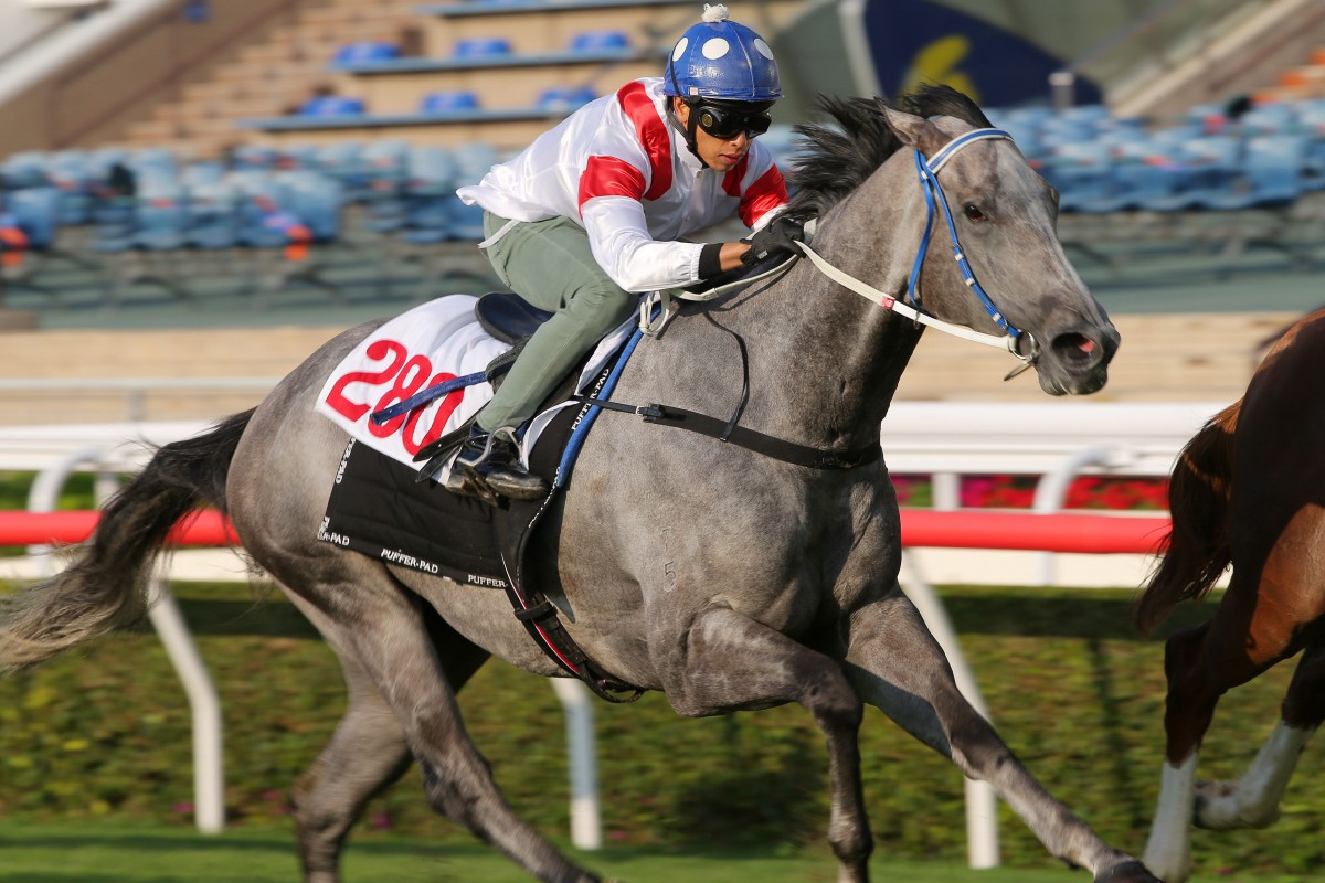 Vincent Ho trials Classique Legend at Sha Tin in December. Photos: Kenneth Chan