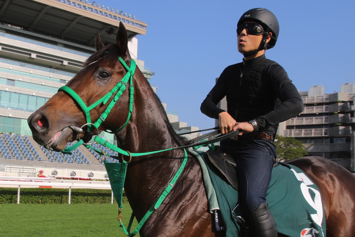 Kiseki on the track at Sha Tin in the lead up to the 2017 Hong Kong Vase. Photos: Kenneth Chan