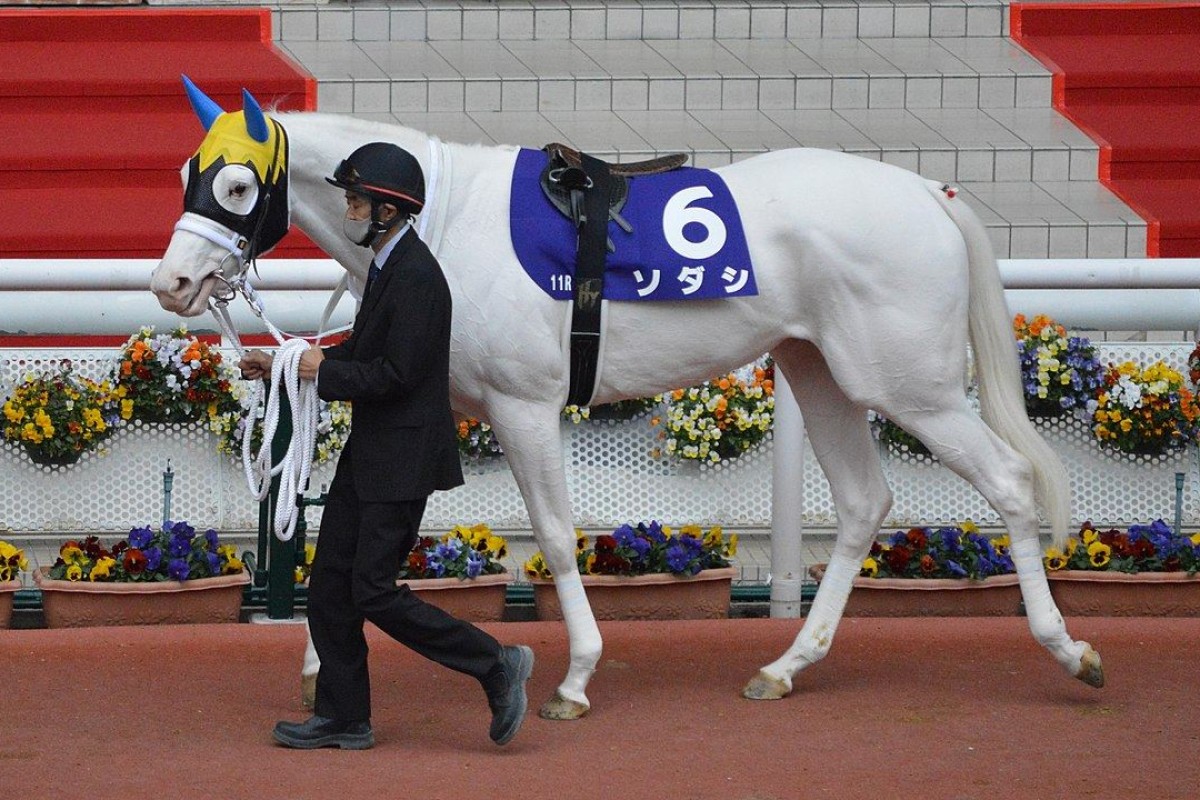 Temperamental Japanese filly Sodashi is developing a cult following after claming her fifth win from five outings. Photo: Wikimedia commons