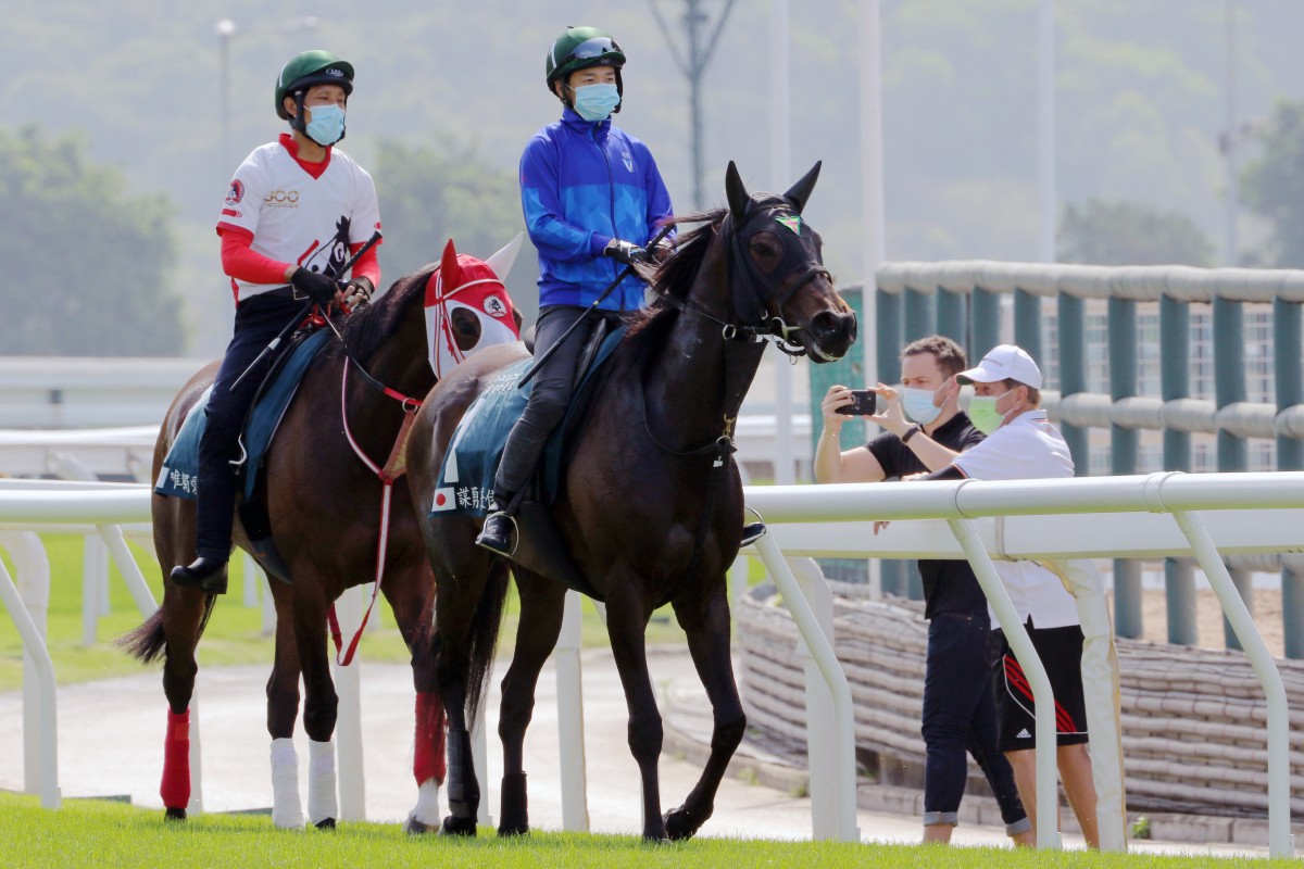 Japanese QE II Cup contenders Loves Only You (left) and Daring Tact (right) walk back to their stables after trackwork at Sha Tin. Photos: Kenneth Chan