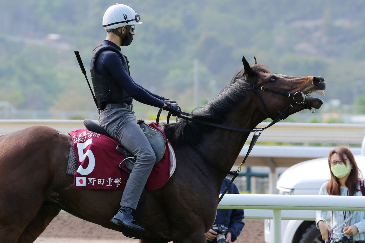 Joao Moreira walks Danon Smash back to his stable after trackwork at Sha Tin. Photos: Kenneth Chan