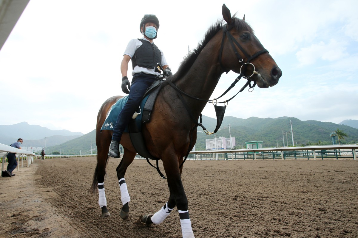 Kiseki returns to the stables after working on the all-weather surface. Photos: Kenneth Chan 