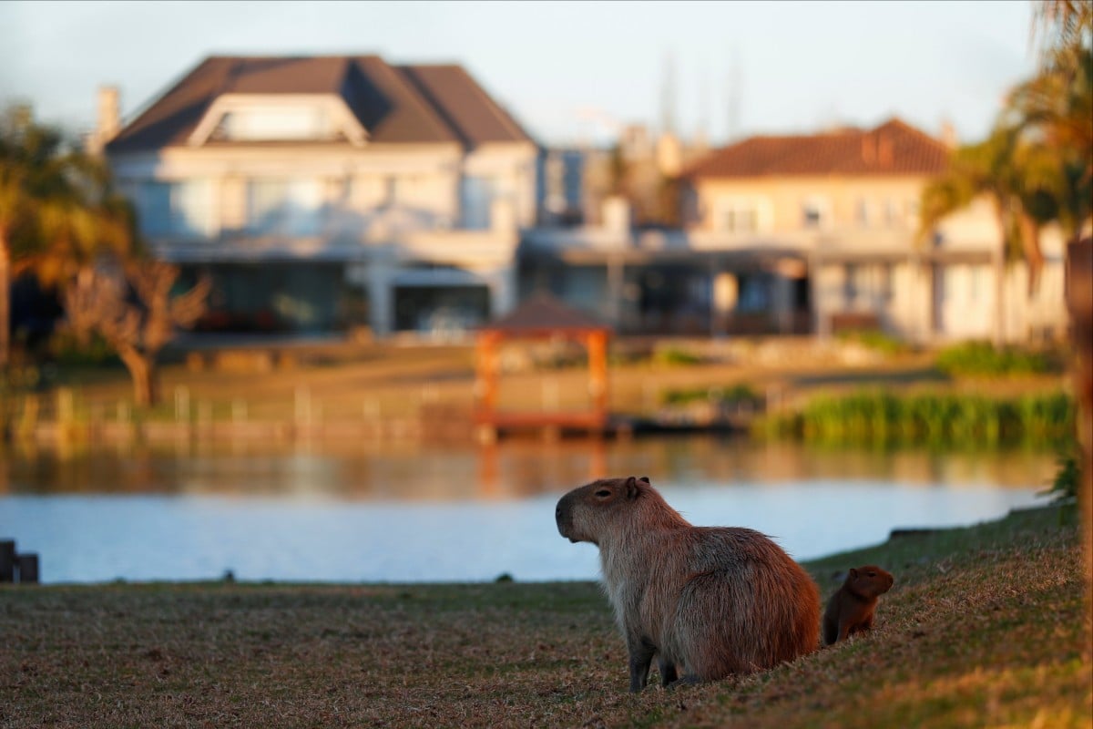 A capybara and its pup are pictured in the gated community of Nordelta, near Buenos Aires, Argentina, which was built on wetlands where the giant rodents live. Photo: Reuters