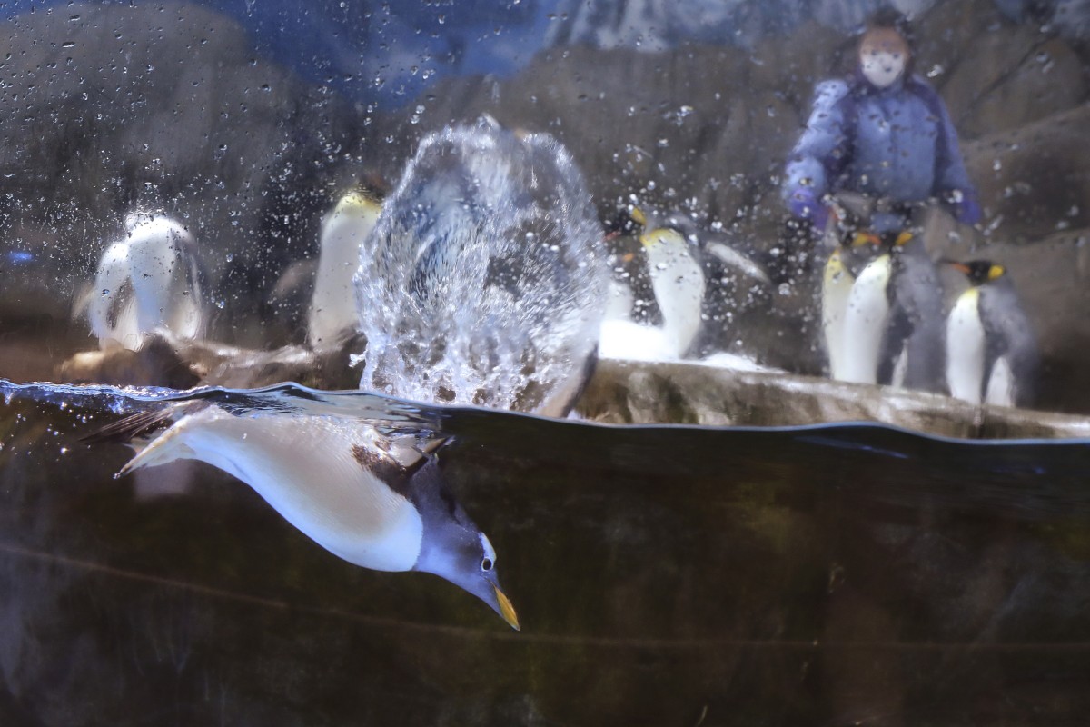 Ocean Park has a lot of animals for the children to see, including these cute penguins. Photo: Sam Tsang
