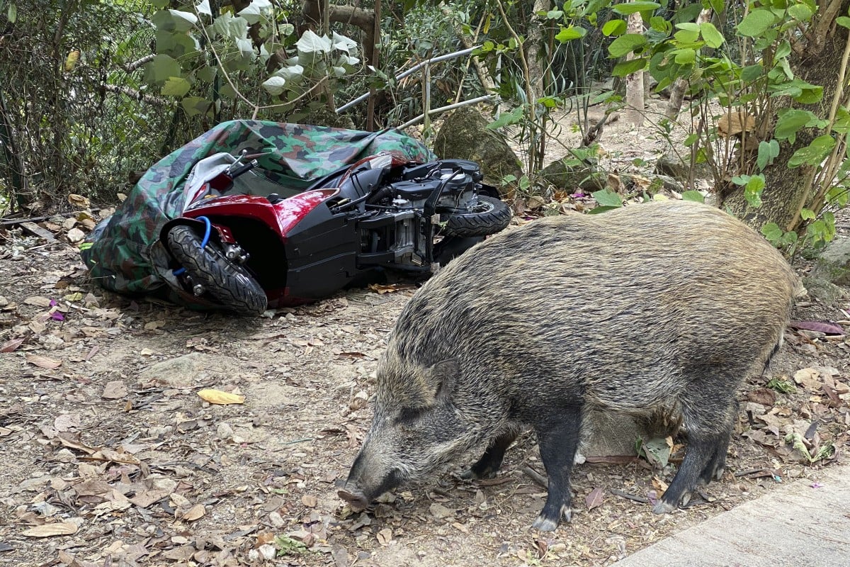 Animal advocacy groups are pushing the government to put more resources towards control methods that do not require putting down wild boars. Photo: Robert Ng