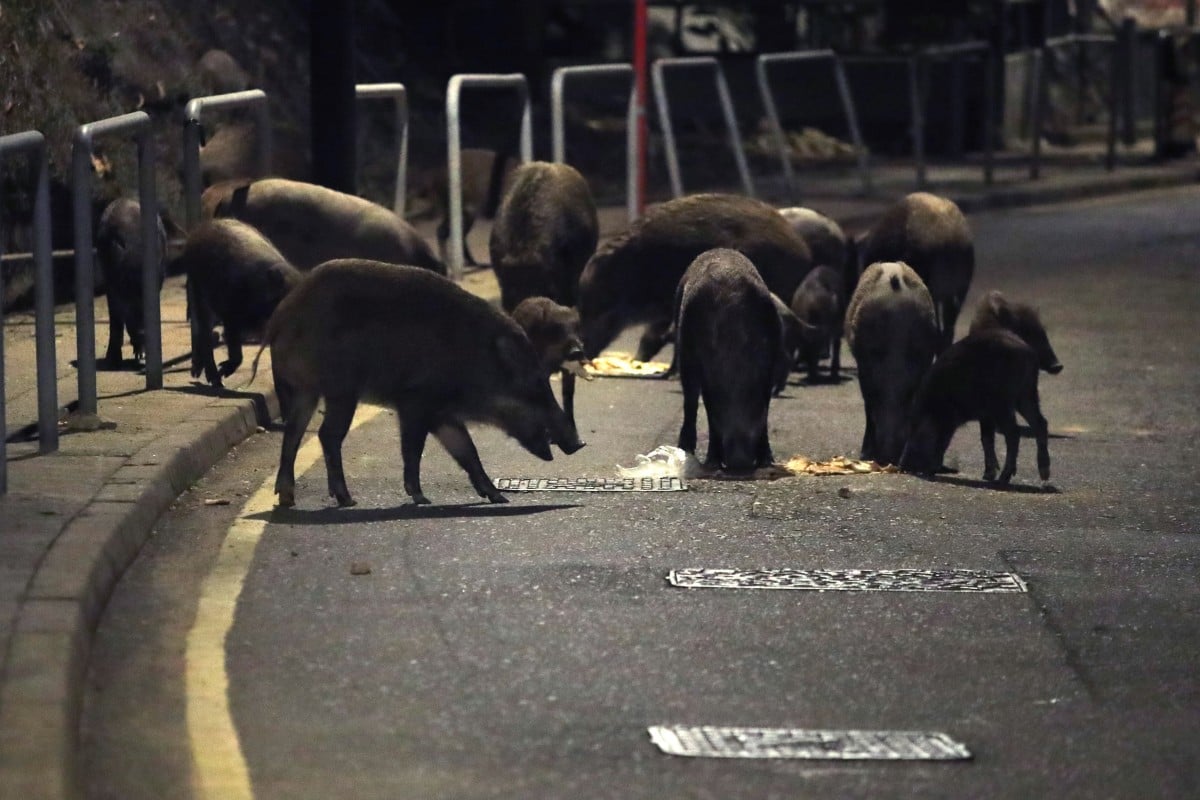 In the last few years, there has been an uptick in the number of wild boars wandering out of rural areas and into Hong Kong’s neighbourhoods. Photo: SCMP/ Edmond So
