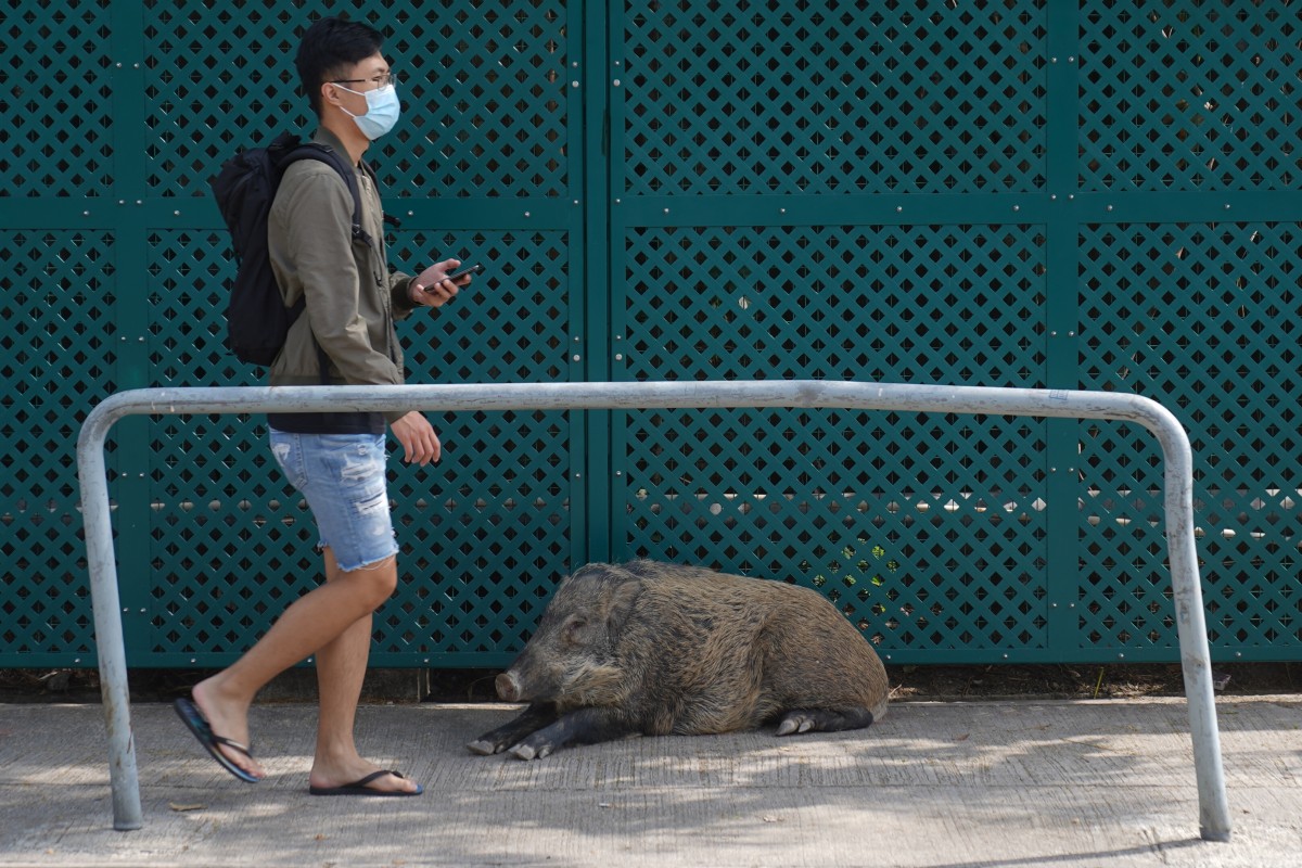 Authorities have been luring wild boars with food before killing them when they stray into urban areas. Photo: Sam Tsang