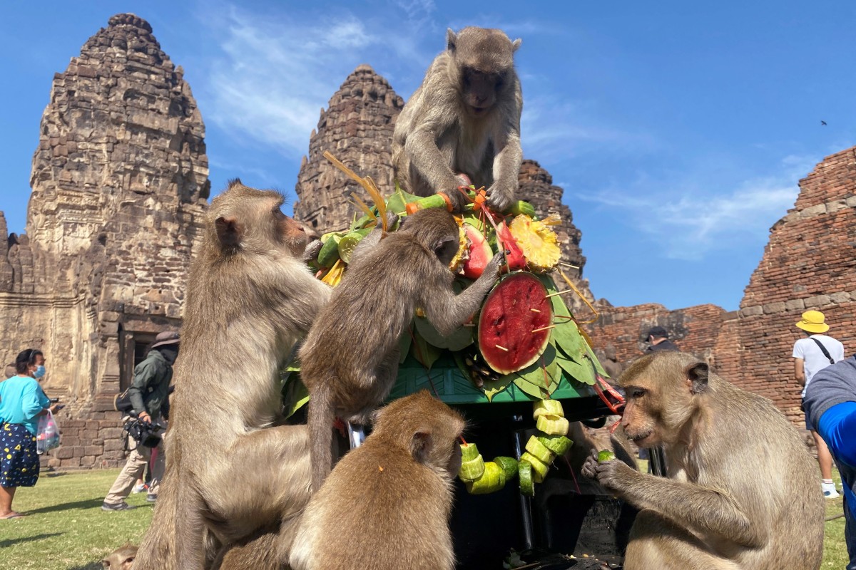 Long-tailed monkeys enjoying a delightful fruit buffet during the annual Monkey Festival held in Lopburi, Thailand. Photo: Reuters
