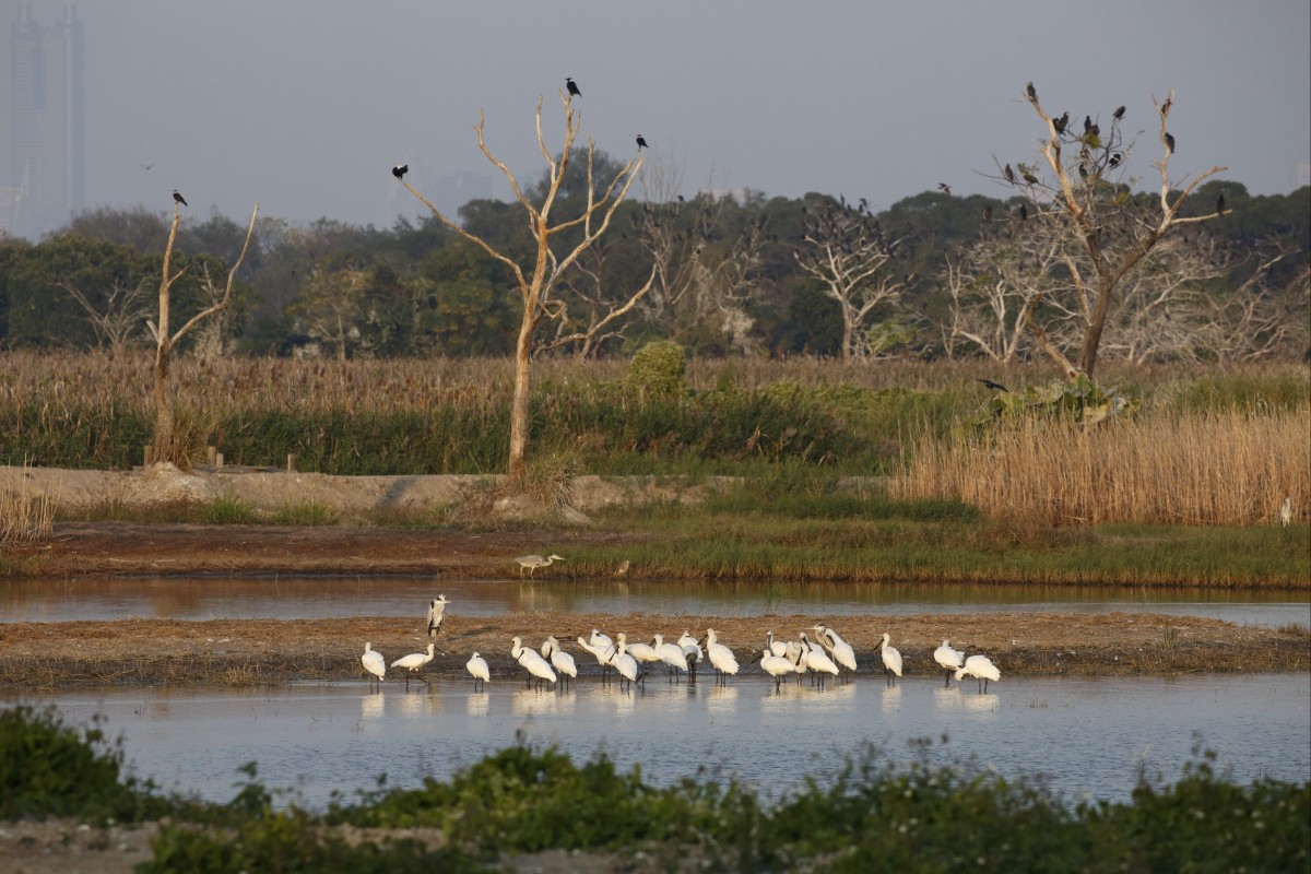 A green group representative says mitigation wetlands are not enough to help birds that depend on these habitats. Photo: CWH