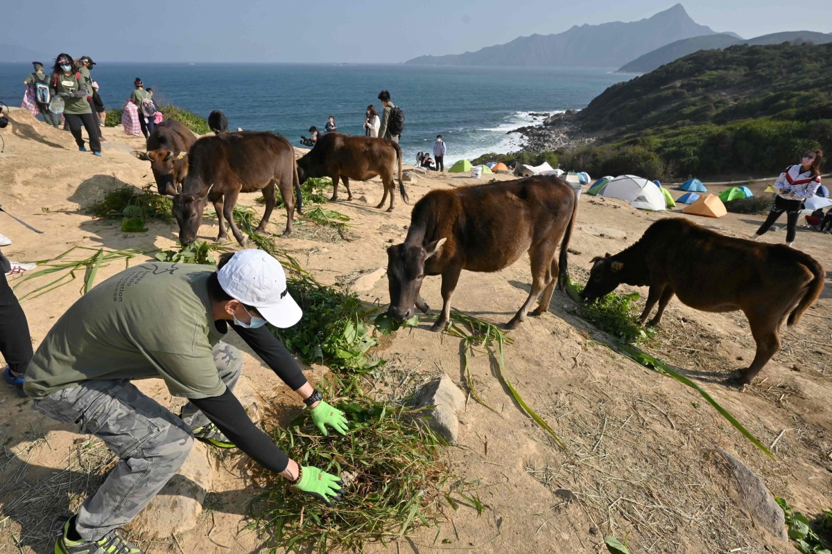 Volunteers feed cattle on the remote Tap Mun (Grass Island) in northeast Hong Kong as the animals struggle to find enough food thanks to a sudden influx of day-trippers and campers. Photo: AFP