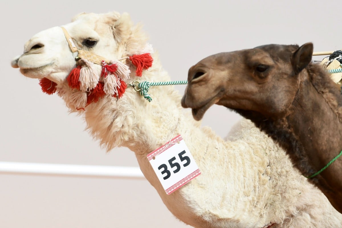 Camels paraded during a beauty contest at the King Abdulaziz Camel Festival held in 2018. Photo: AF