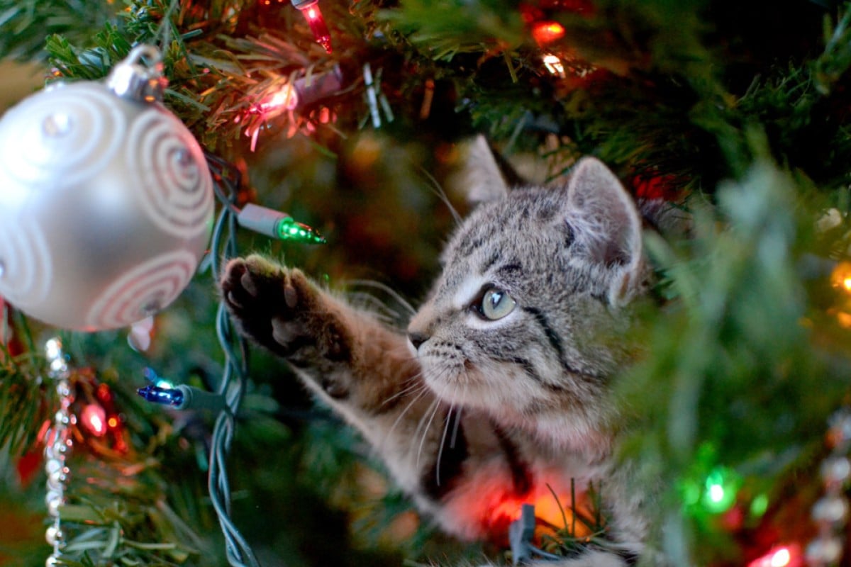 Some of these festive decorations are a hazard for your fluffy family members. Photo: Shutterstock