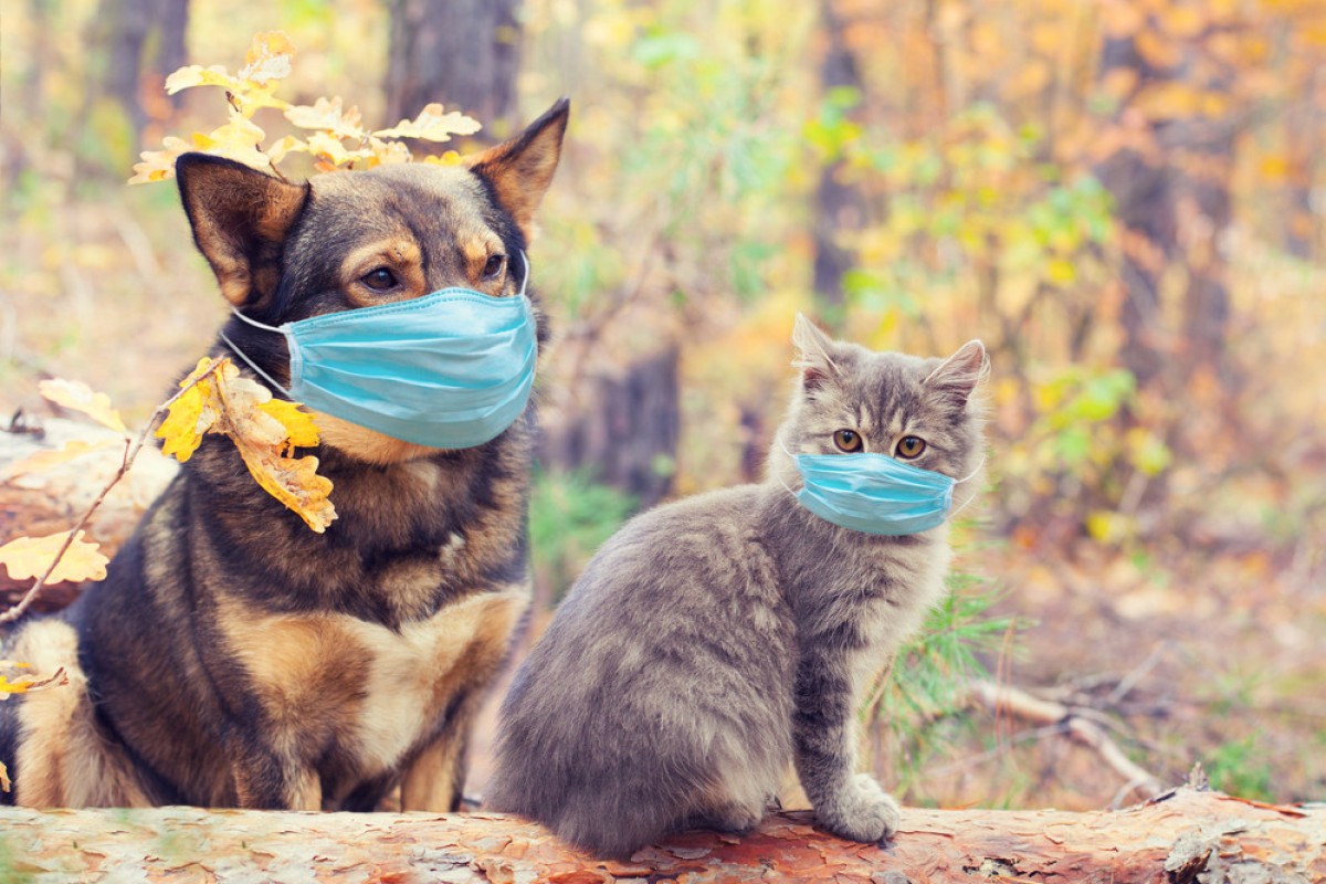 Can animals get or spread Covid-19? Photo: Shutterstock