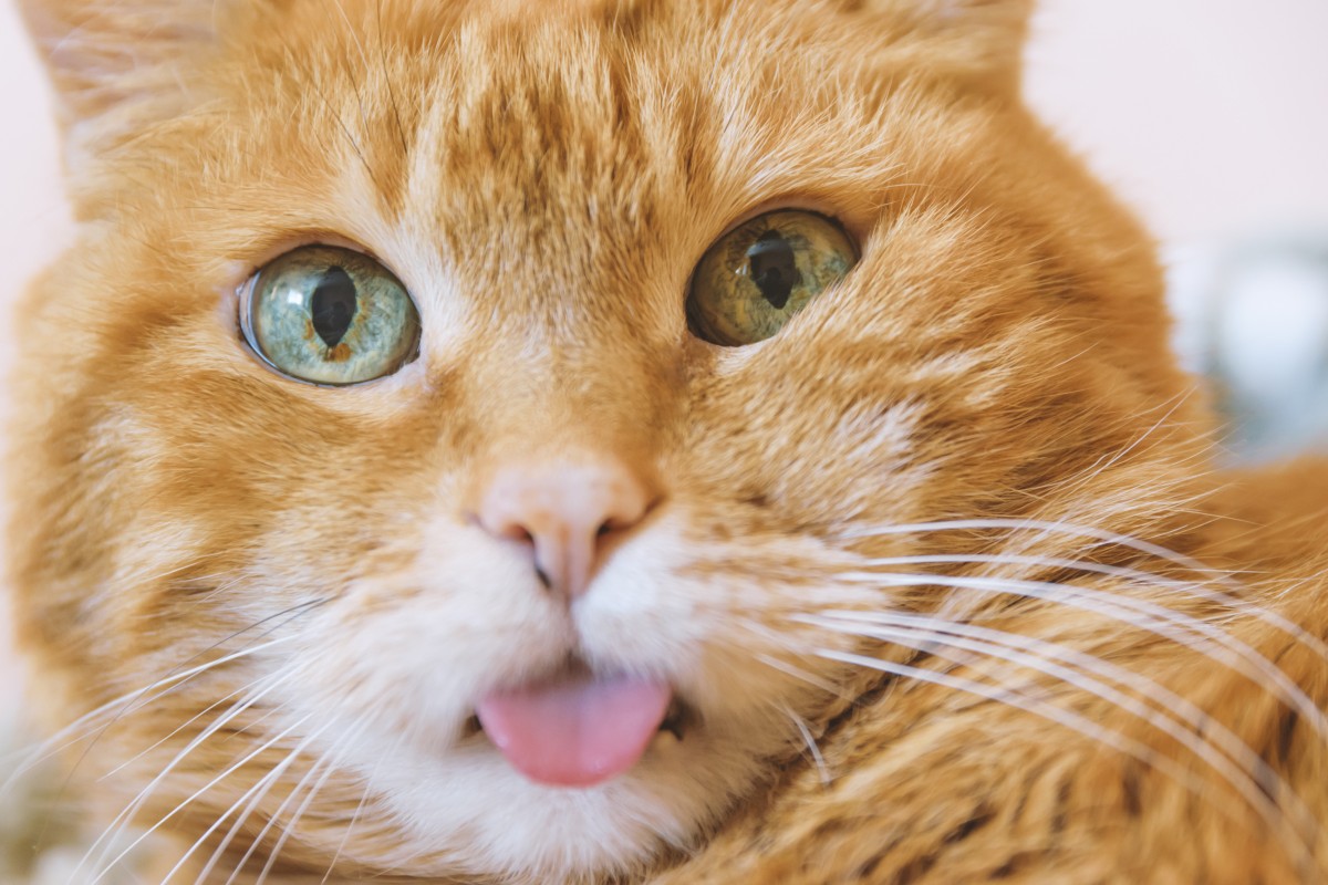 This is not Jorts, but we imagine he might make this face, too. Photo: Shutterstock