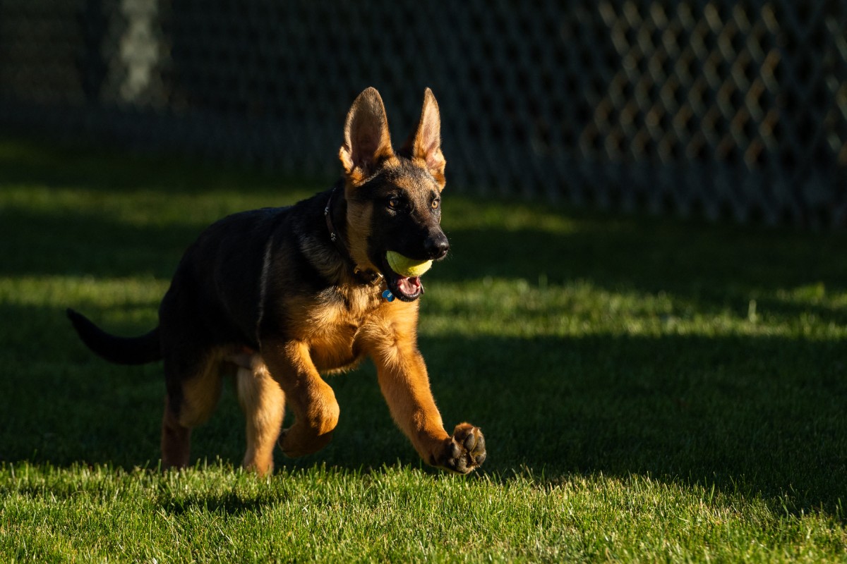 A new puppy has arrived at 1600 Pennsylvania Avenue. Photo: AFP